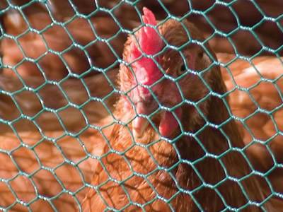 PVC coated chicken wire mesh for protecting chicken