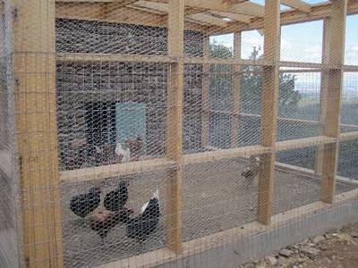 Chicken wire netting and welded wire panels fixed to wooden frame informs chicken coop, and chickens in the coop