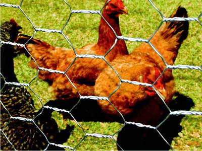 Chicken Coop Wire Fence