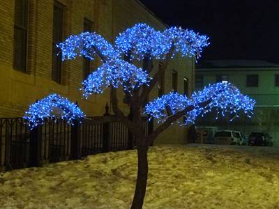 LED lights are hung onto a tree outside.