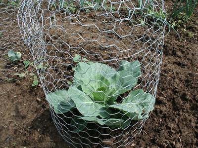 An individual lettuce is protected by chicken wire mesh cloche.
