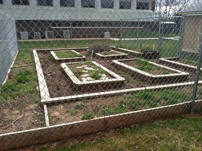 Chain link mesh makes itself a fence of garden with four blocks of plants in.