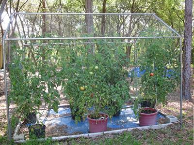 Galvanized chicken wire and steel pipes are linked together to be a tomato greenhouse.