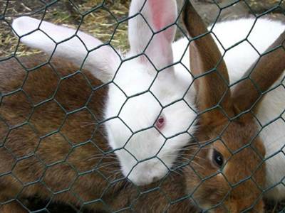 Rabbit Netting