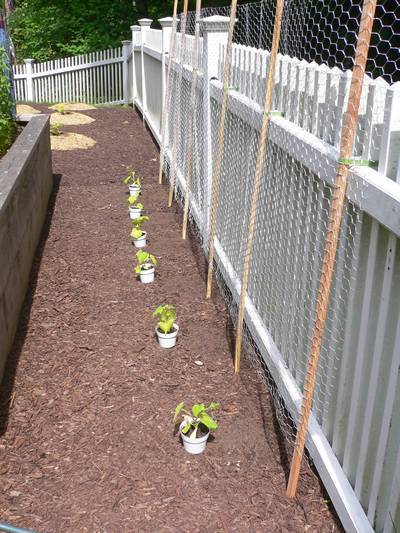 A row of plants is placed beside chicken wire mesh trellis against wall.